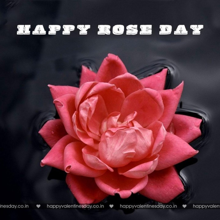 Rose Day – happy valentines days