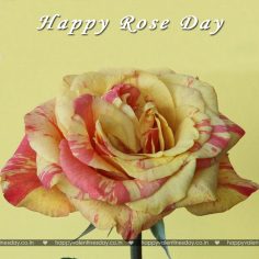 Rose Day – happy valentines day to all
