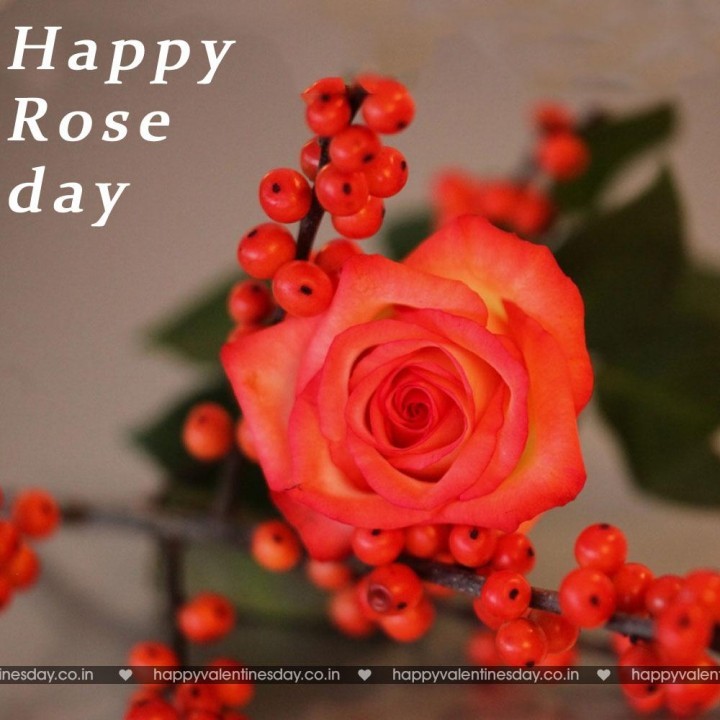 Rose Day – happy valentine day wallpapers