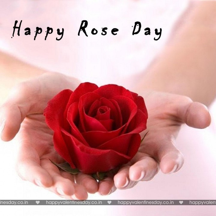 Rose Day – happy valentines day pictures images