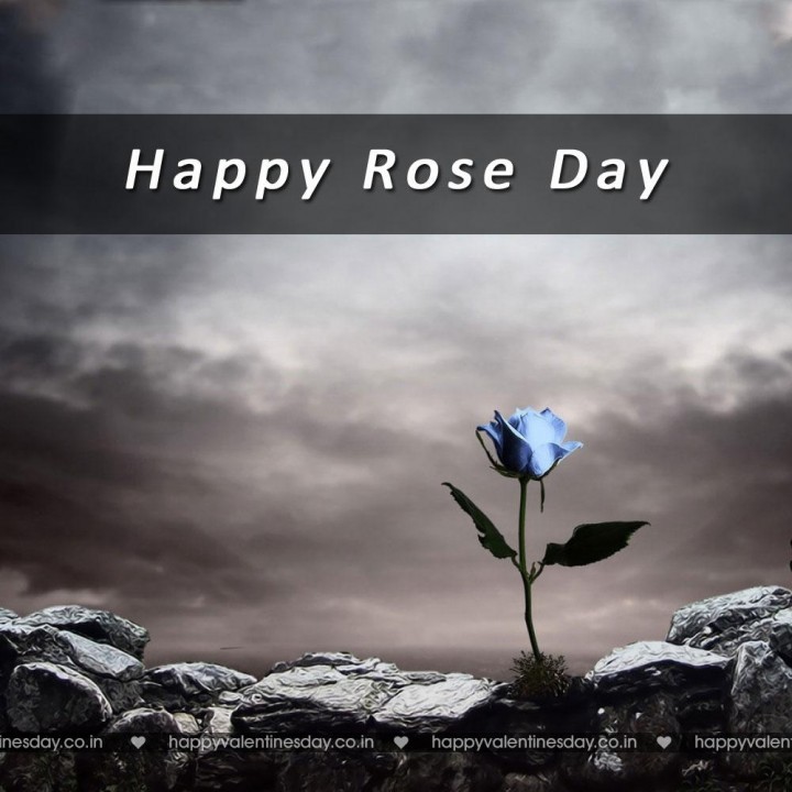 Rose Day – happy valentines day wishes