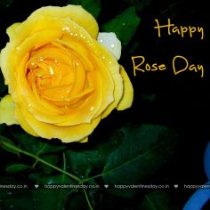 Rose Day