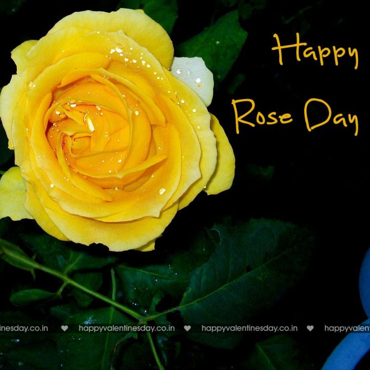 Rose Day