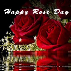 Rose Day – happy valentines day