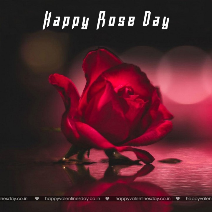 Rose Day – happy valentines day sister