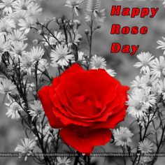 Rose Day – happy valentines day cards