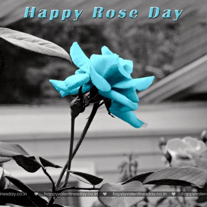 Rose Day – happy valentines day video