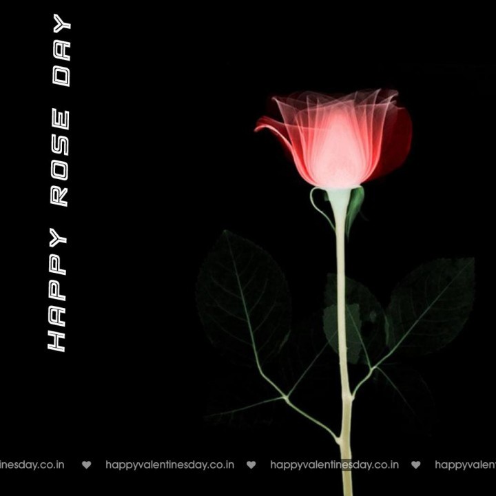 Rose Day – happy valentines day backgrounds