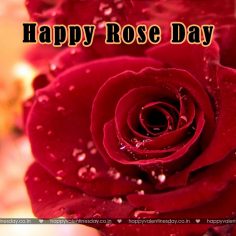 Rose Day – happy valentines day in dutch