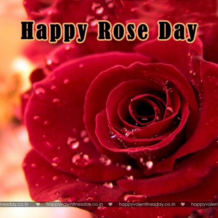 Rose Day – happy valentines day in dutch