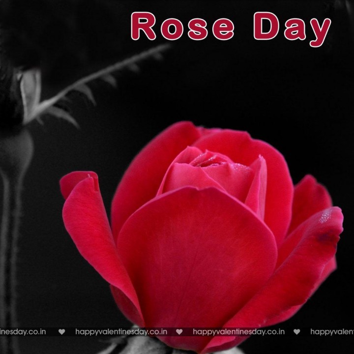Rose Day – free love ecards