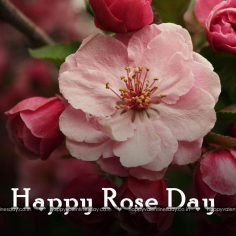 Rose Day