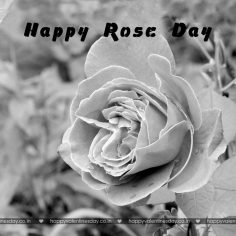 Rose Day – animated happy valentines day
