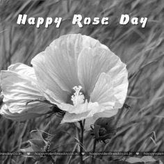 Rose Day – valentines day images download