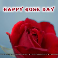 Rose Day – quotes for valentine day