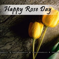 Rose Day