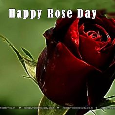 Rose Day – images of happy valentines day