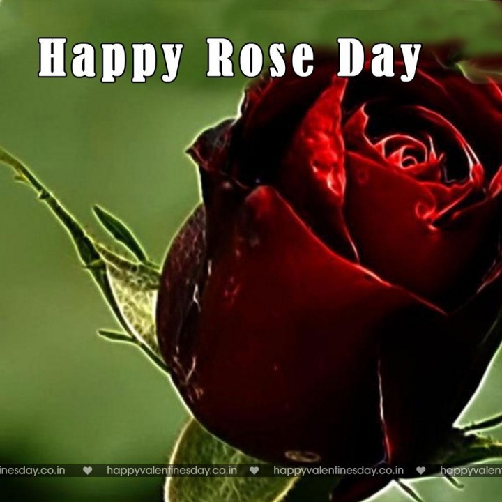 Rose Day – images of happy valentines day