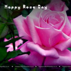 Rose Day – happy valentines day in swedish