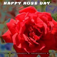 Rose Day