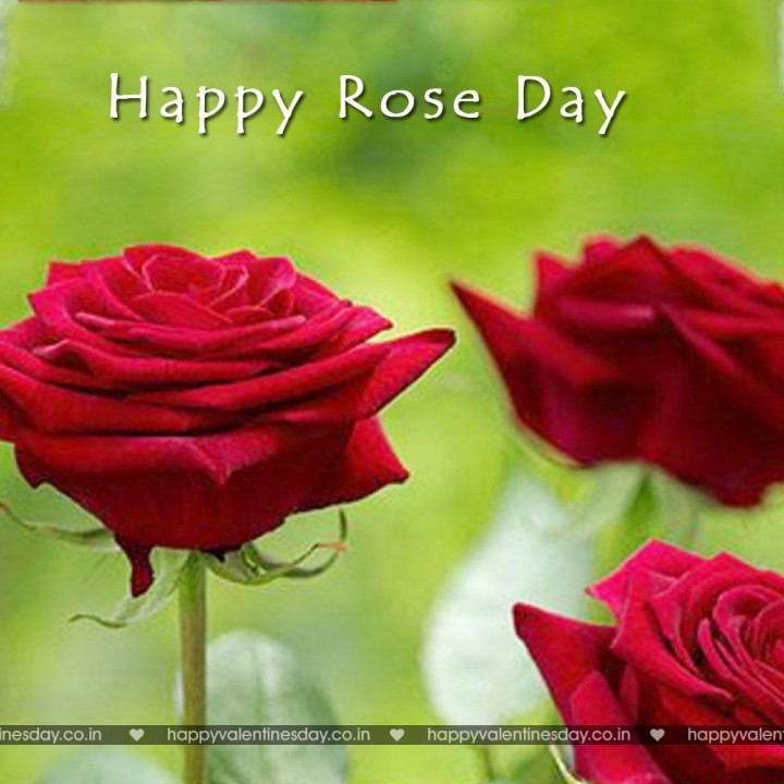 Rose Day – happy valentines day email