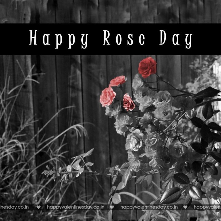 Rose Day – valentines e card