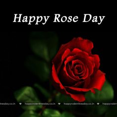 Rose Day