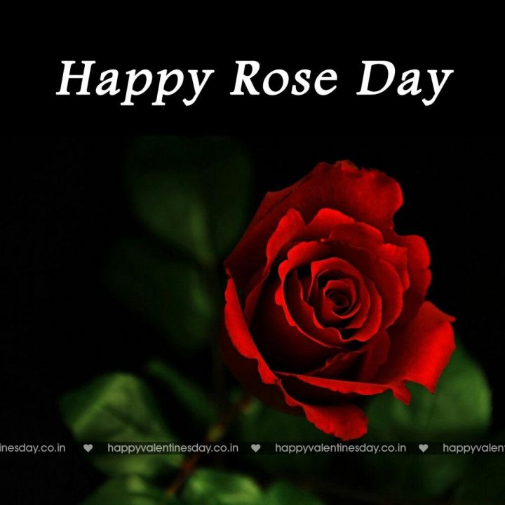 Rose Day