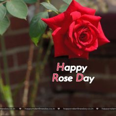 Rose Day – happy valentines day in polish