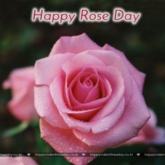 Rose Day – online cards