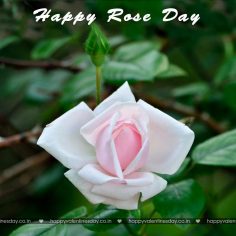 Rose Day – free e card