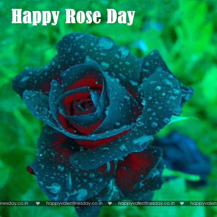 Rose Day – valentines day ecards