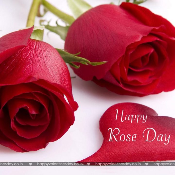 Rose Day – sexy happy valentines day