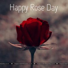 Rose Day – valentine e cards